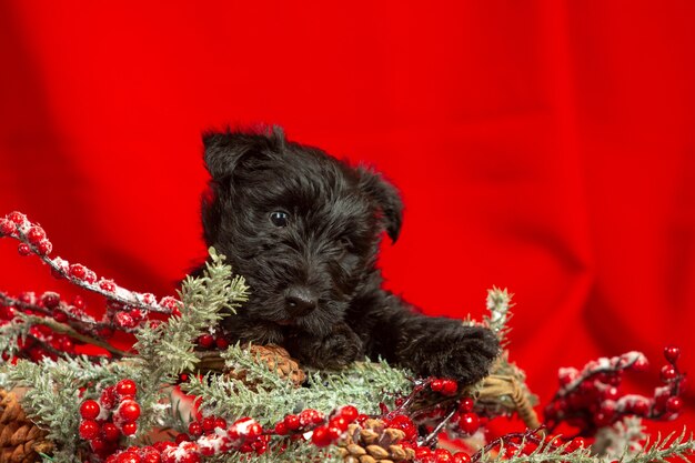 スコティッシュテリアの子犬のポーズ。クリスマスと新年の装飾で遊ぶかわいい黒い犬やペット。かわいく見えます。休日、お祭りの時間、冬の気分の概念。ネガティブスペース。