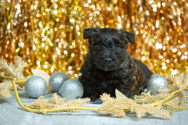 Scottish terrier puppy posing. Cute black doggy or pet playing with Christmas and New Year decoration.