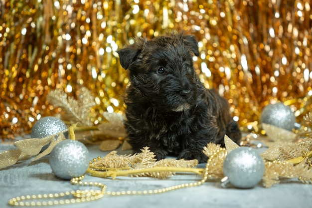 Позирование щенка шотландского терьера. Милая черная собачка или домашнее животное, играющее с рождественскими и новогодними украшениями.
