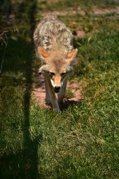 Scruffy pacing coyote feeling the heat of the summer sun