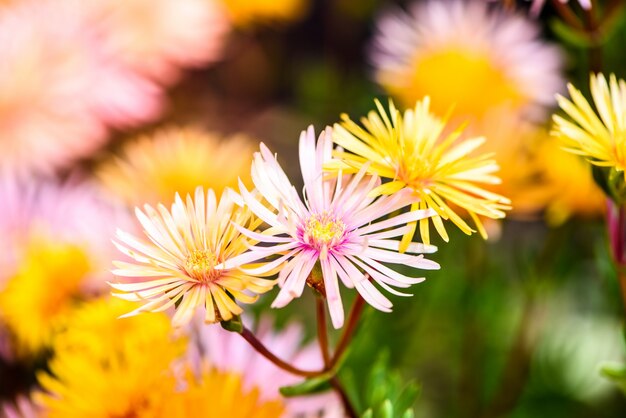 かんきつ類の花