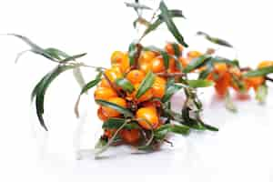 Free photo sea buckthorn over white background