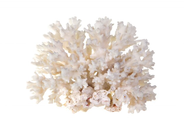 Premium Photo | Sea coral