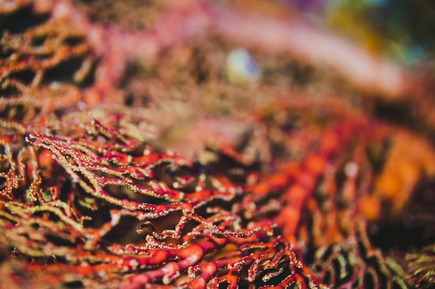 Free photo sea fan background