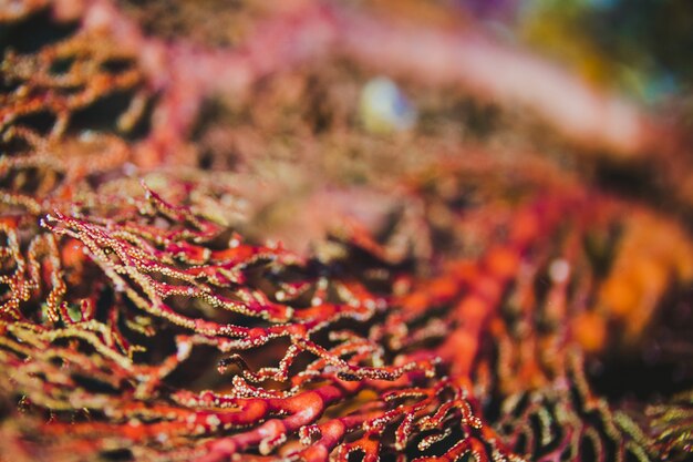 sea fan background