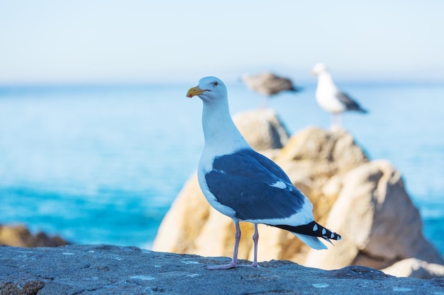 Free photo sea gull