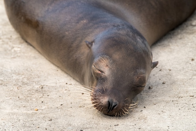 Sea lion at Galapagos Islands