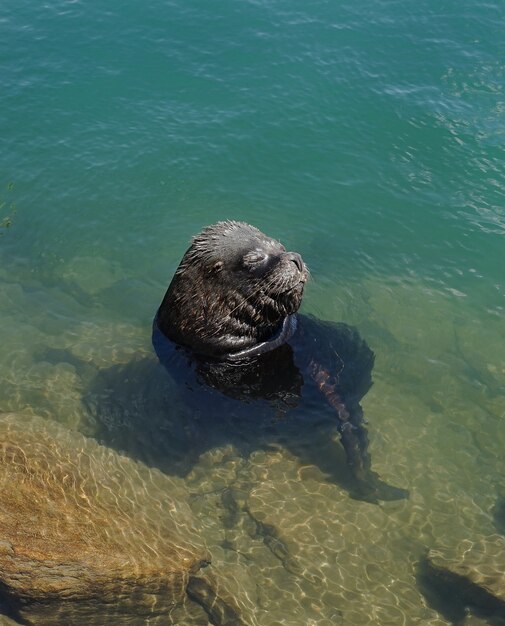 Sea lion shoreline Chile