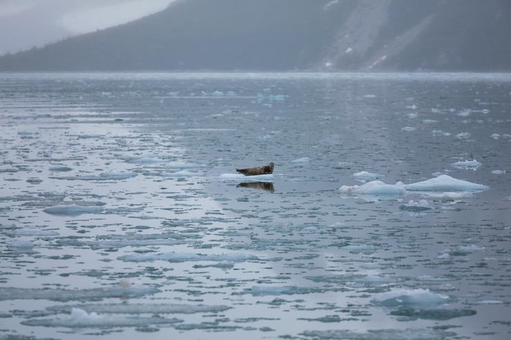 Free Photo sea lion