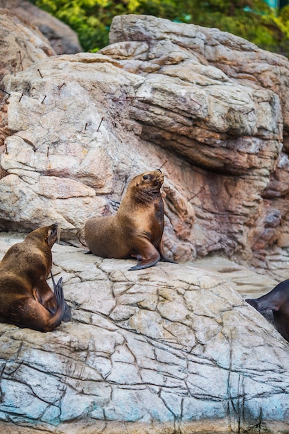 Sea lions