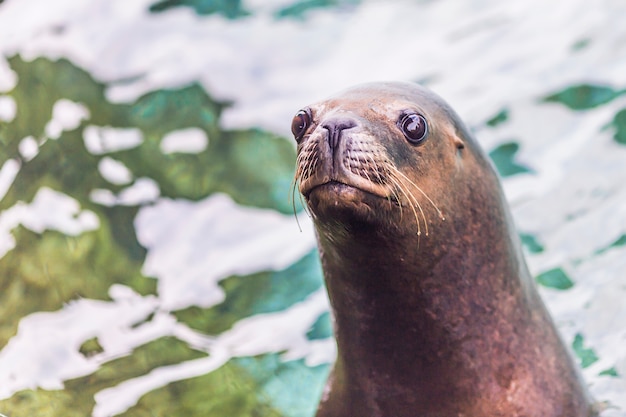 Free photo sea lions