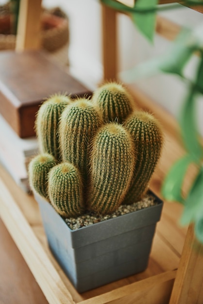 Free photo sea sand cactus in a pot