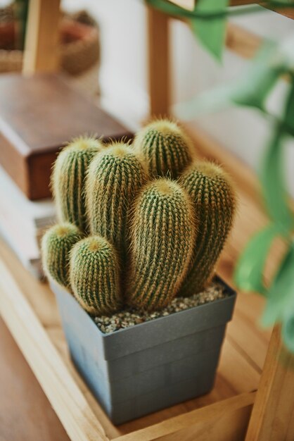 Sea sand cactus in a pot