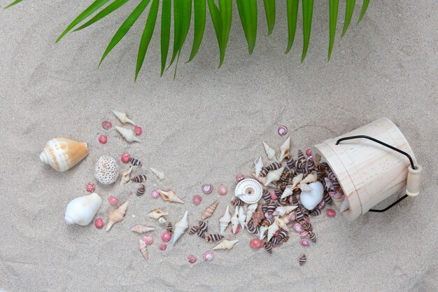 Sea shell with plam leave on the beach.