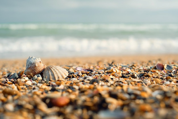 모래 해변과 바다 조개입니다. 청록색 바다 배경과 장식 또는 텍스트를 위한 여유 공간이 있는 해변의 조개 껍질의 봄 사진. 선택적 초점.