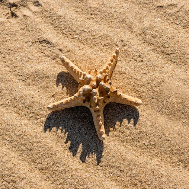 Sea star on sand