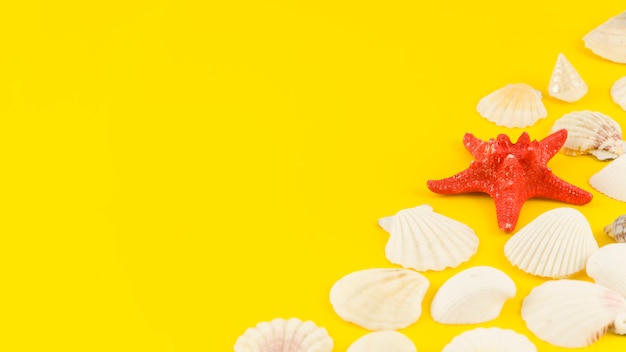 Sea star with many shells on yellow table