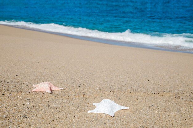 Sea stars on the sand