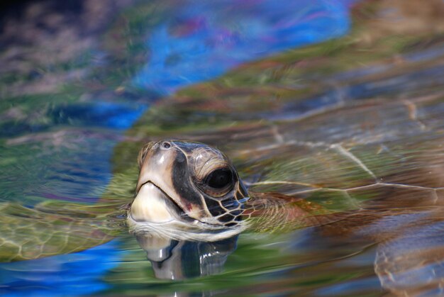 Морская черепаха плавает на поверхности воды.
