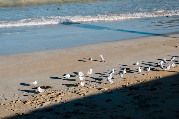 無料写真 砂と海の海鳥