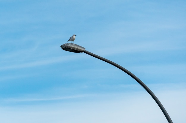 Foto gratuita uccello marino appollaiato su un palo dell'illuminazione stradale sullo sfondo del cielo blu