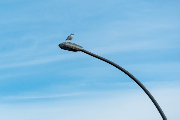 Seabird perched on a street lighting pole on blue sky background