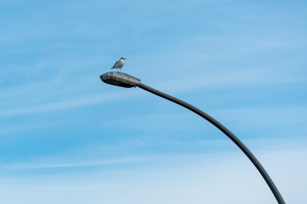 青い空を背景に街灯柱にとまる海鳥