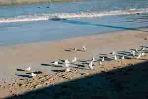 Free photo seabird on sand and sea