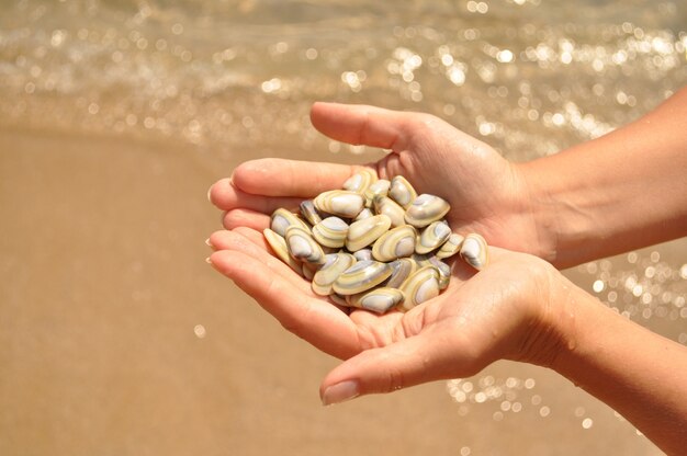 Seafood in the hands