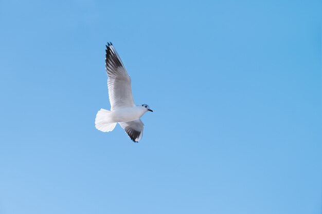 Птица чайка летать в голубое небо.