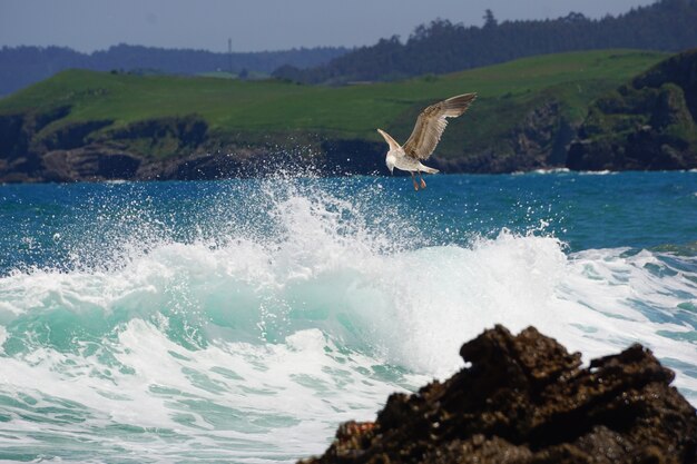 A seagull fishing on the shore