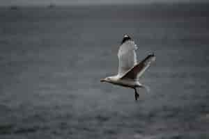 Free photo seagull flying low over the sea level