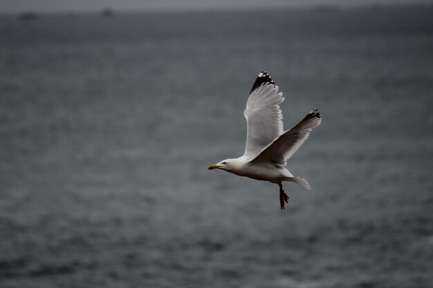 Seagull flying low over the sea level