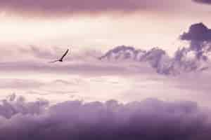 Free photo seagull flying with clouds background