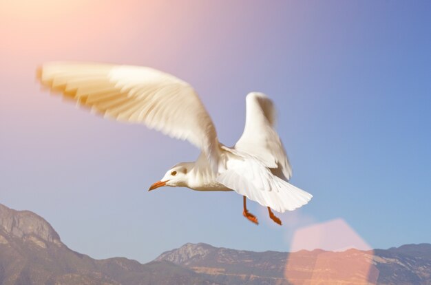 Seagull flying with the sky and mountains behind