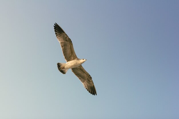 Seagull flying