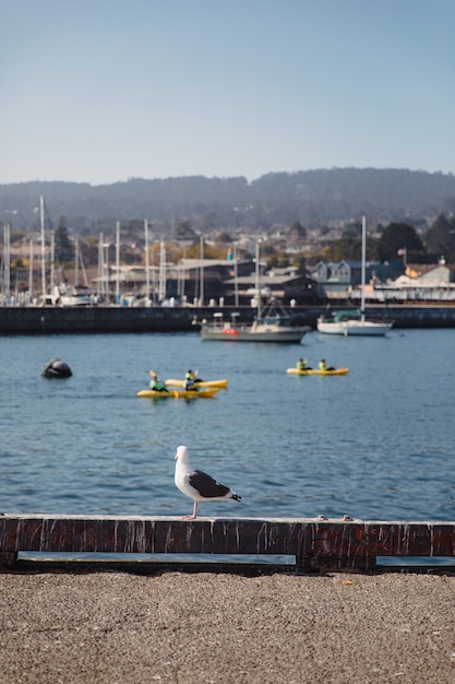 Free photo seagull at harbour