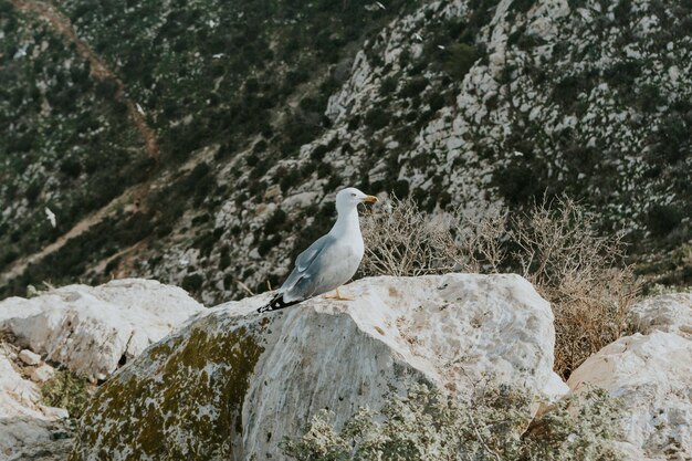 스페인 칼프의 녹지로 둘러싸인 바위 위에 앉아 있는 갈매기