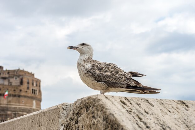 Seagull perched on a stone wall by the lake under a cloudy sky in Rome, Italy