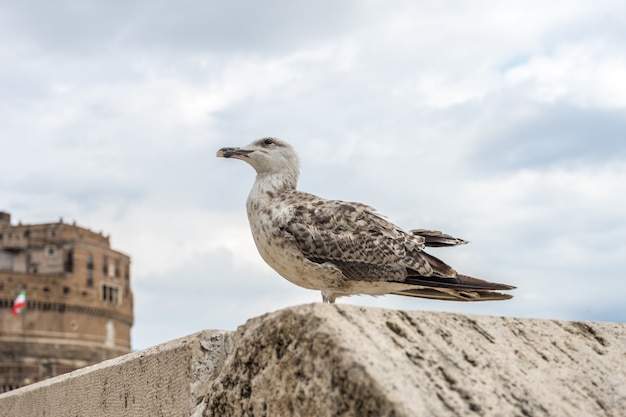 イタリア、ローマの曇り空の下、湖のほとりの石垣に腰掛けたカモメ