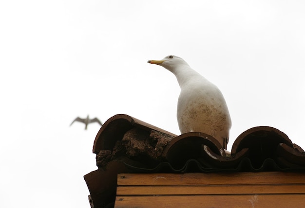 Free photo seagull in a roof