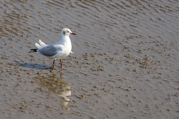 Seagull on sand 