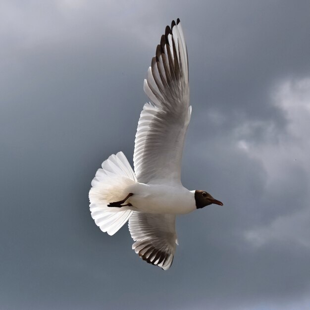 "Seagull in sky"