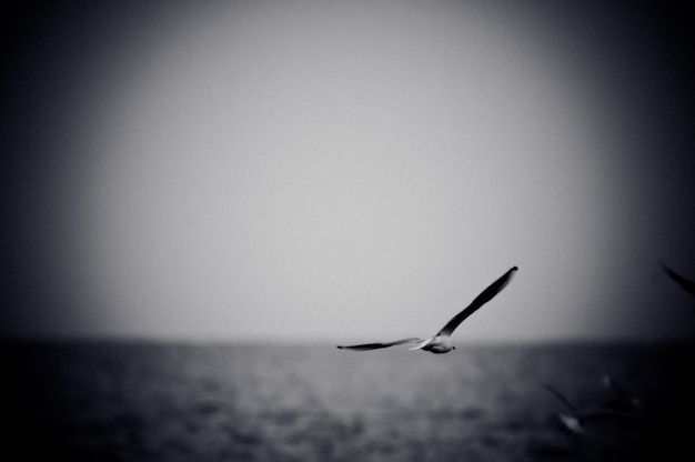 Gabbiano che salta sul mare. foto in bianco e nero con effetto granulometrico