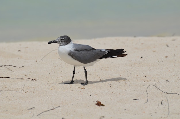 카리브해의 하얀 모래 해변을 걷고 있는 갈매기