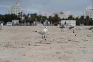 Foto gratuita gabbiani sulla spiaggia, miami florida usa