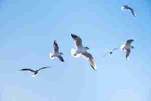 Free photo seagulls birds fly in the blue sky