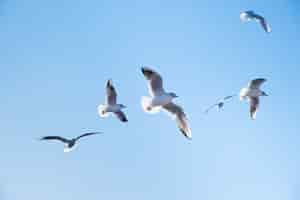 Бесплатное фото Чайки летают птицы в голубом небе