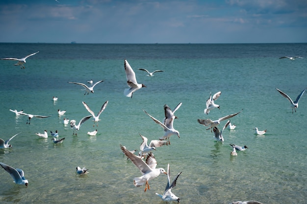 Seagulls fly over the sea surface