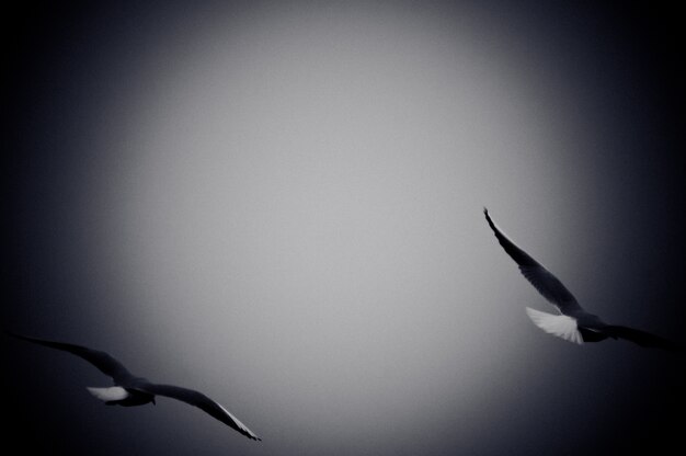 바다 위로 비행하는 갈매기. 필름 그레인 효과가있는 흑백 사진